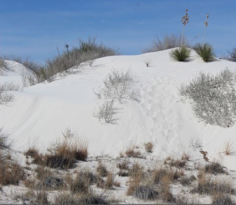 But with some cacti thrown in which is weird