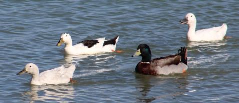 Have no clue what these ducks are either