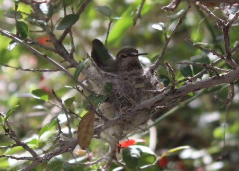 First hummingbird in a nest