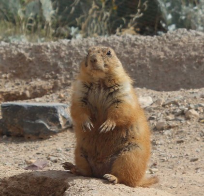 Our favorite though was the prairie dogs 