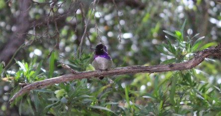 And this beauty the Costa Hummingbird
