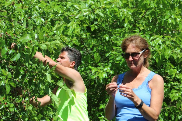 Dave picking us berries from the trees