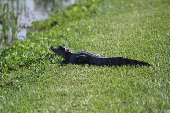 Soon to be snack alligator (Lee's pic)