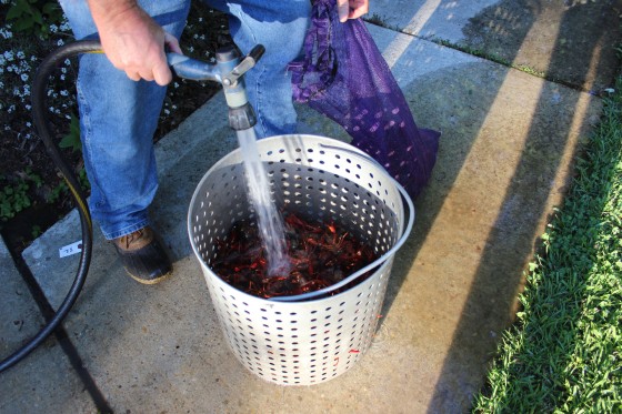 Pat cleaning the crawfish