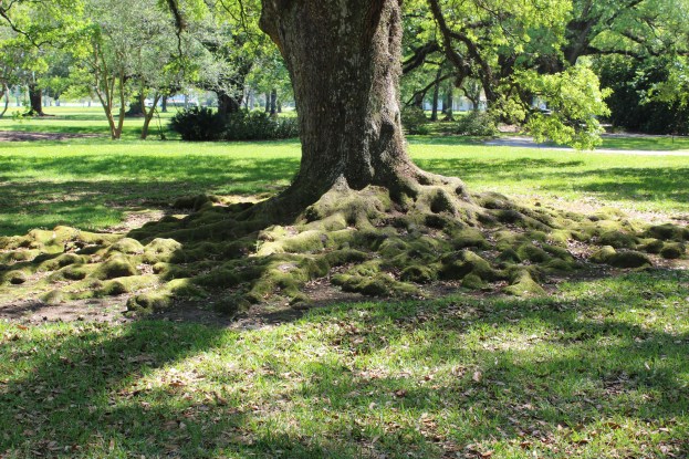 Huge roots growing from the trees
