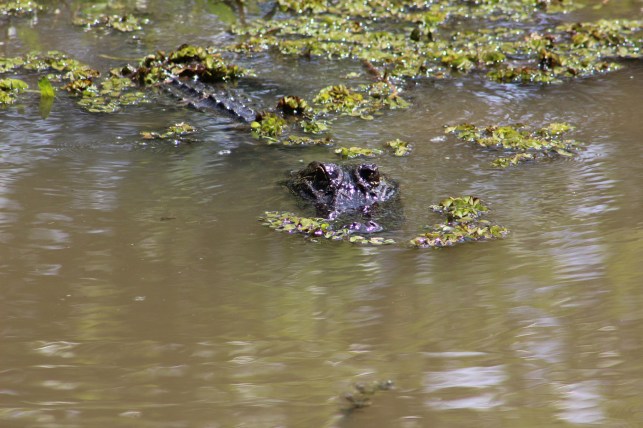 Lots of alligators in the man made lagoons 