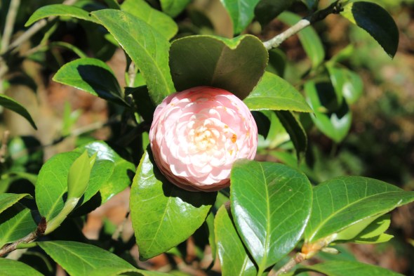 Beautiful flowers in the gardens