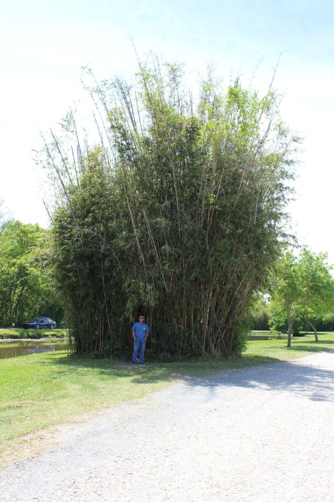 This huge stand of bamboo was cut our so you could walk inside