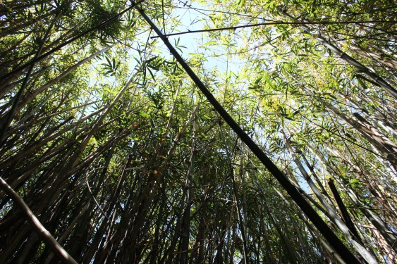 I got bamboo kisses :)