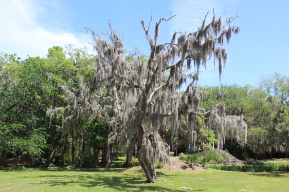 Lee's pic of the Survey Tree