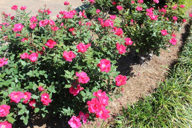 The garedens were pretty