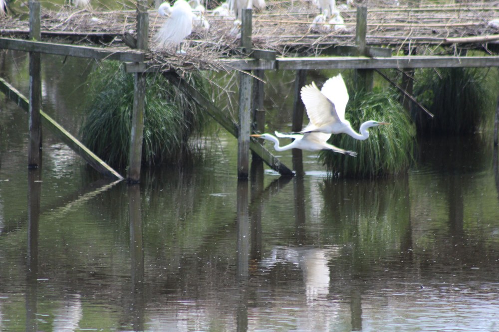 Lee's pic. Best flying shot