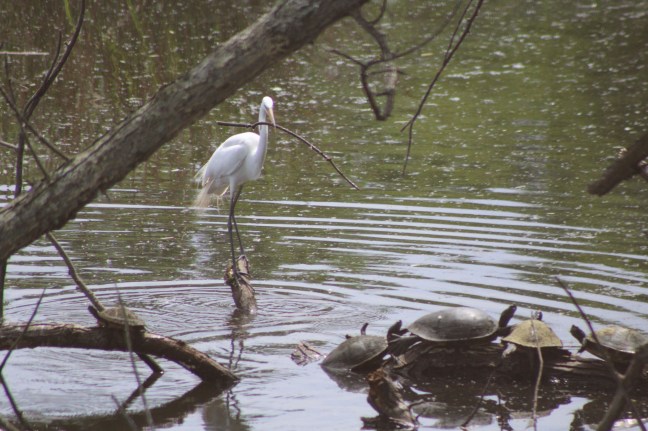 Lee liked this bird who kept playing with a stick