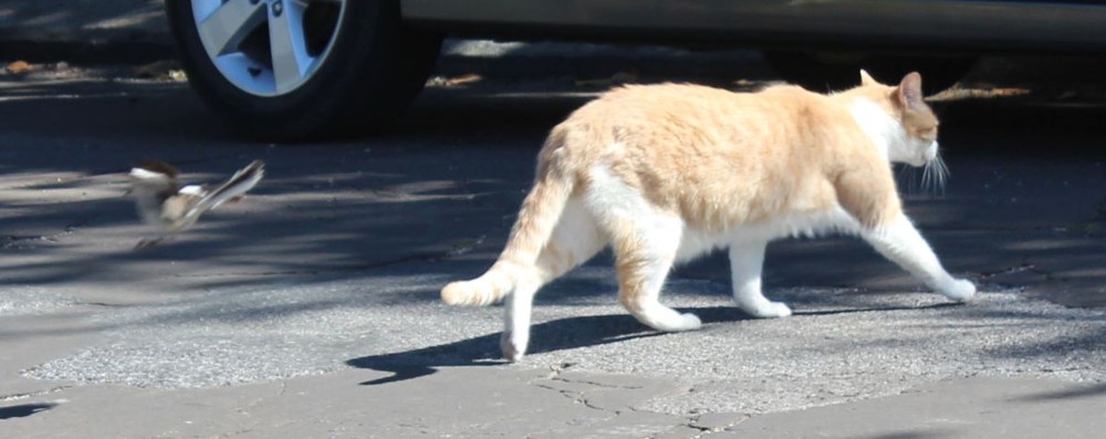 One of the coolest things we saw was this bird attack a cat! NEver seen that before and it's not a great pic but this bird was not messing around. The cat was pretty nonchalant about the whole thing