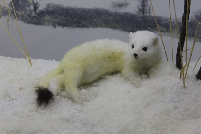 And a short tailed weasal