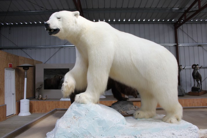 Gigantic polar bear!