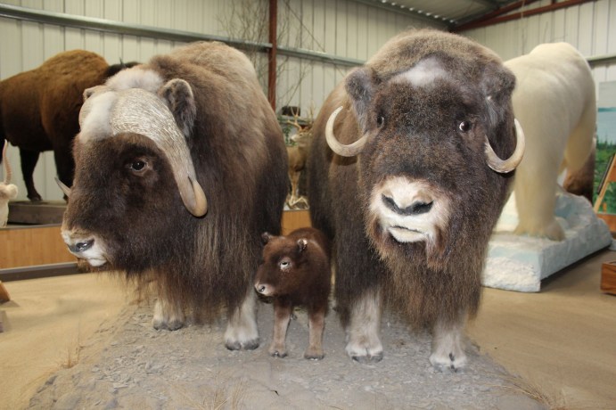 I think these were musk oxen 