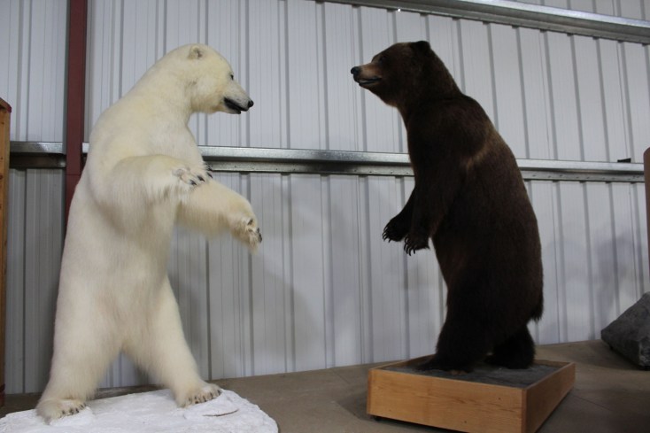 Polar bear vesrus Alaskan Brown Bear