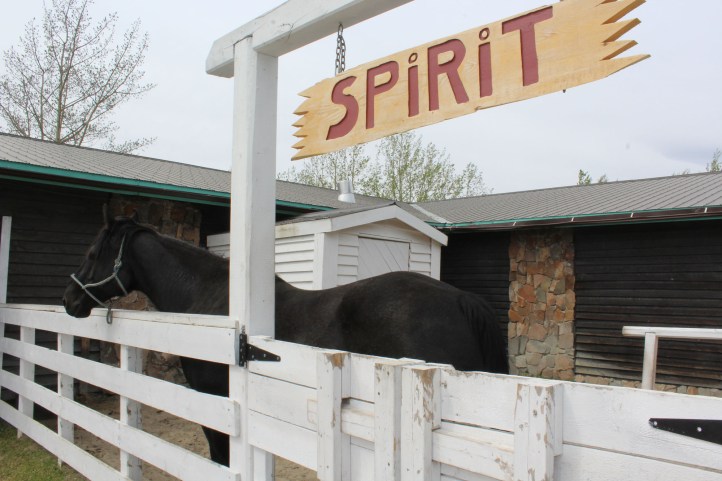 Spirit the horse 