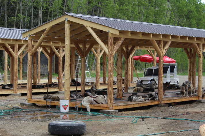 The sled dogs didn't look anything like I expected