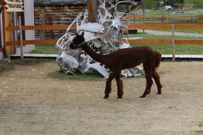 They were called Thelma and Louise and looked very funny shaved