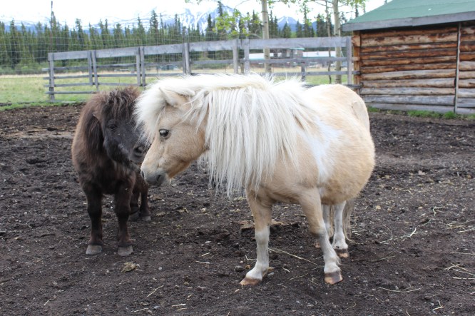 Ponies which Lee does NOT like. He had a very mean one when he was a kid