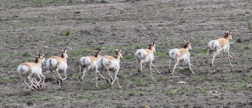 My first antelope pic