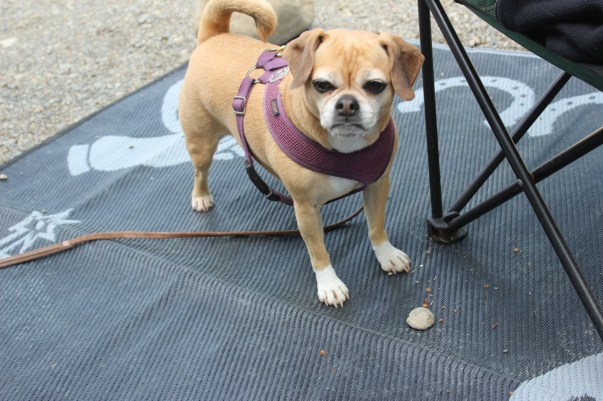 Daisy loves playing with any rock she finds. She's so cute!
