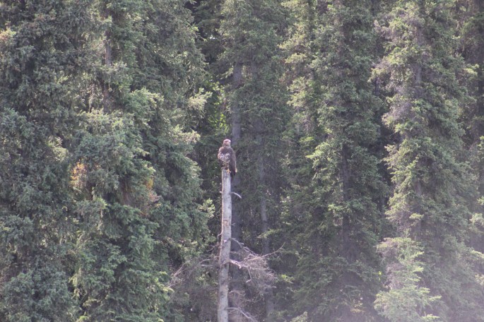 Jim spotted this two year old juvenile bald eagle right away