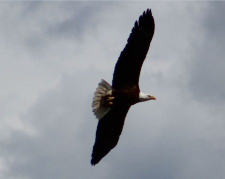 ybald eagles