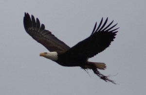 My shot of the eagle flying to its nest