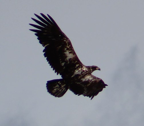 yjuevenileeagle