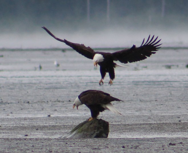 But Lee's was amaing