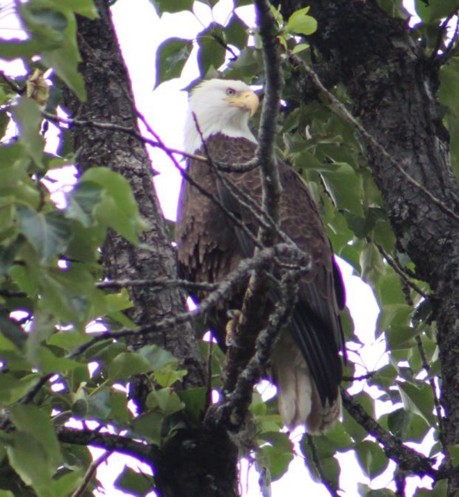 The eagle stayed on watch and was not happy we were down below
