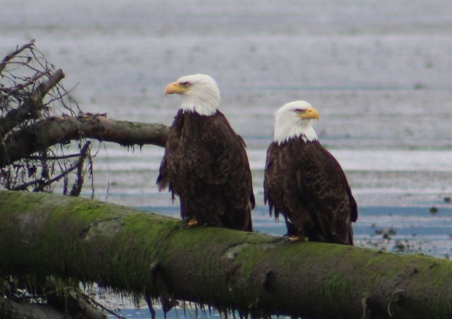 Lee's from the ground was better