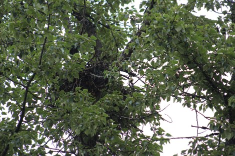 The nest ...couldn't see any babies but could hear them