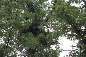 The nest ...couldn't see any babies but could hear them