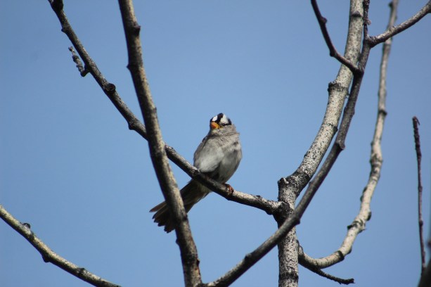 ywhite-crowned sparrow