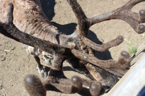 The antlers were really interesting as we got to see them very close up (Lee's pic)