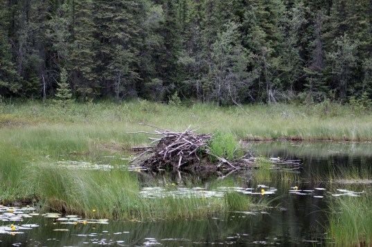 My favorite beaver dam so far