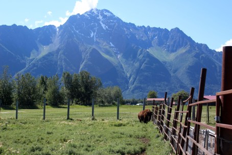 Next we saw a bison which has started out as a runt and was raised by the family. It lived in their house with them until she got to big