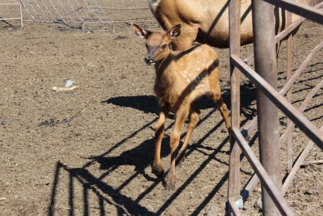 The babies were about a month old and still pretty skittish