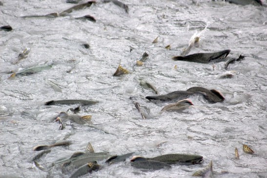 The first creek we came upon with some fish fish 