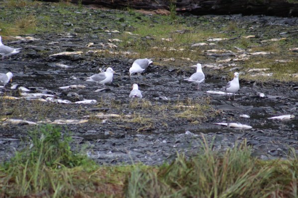 And the seagulls were having a field day