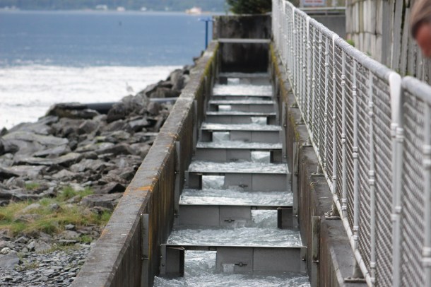 The fish ladder