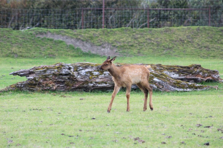 Baby Elk