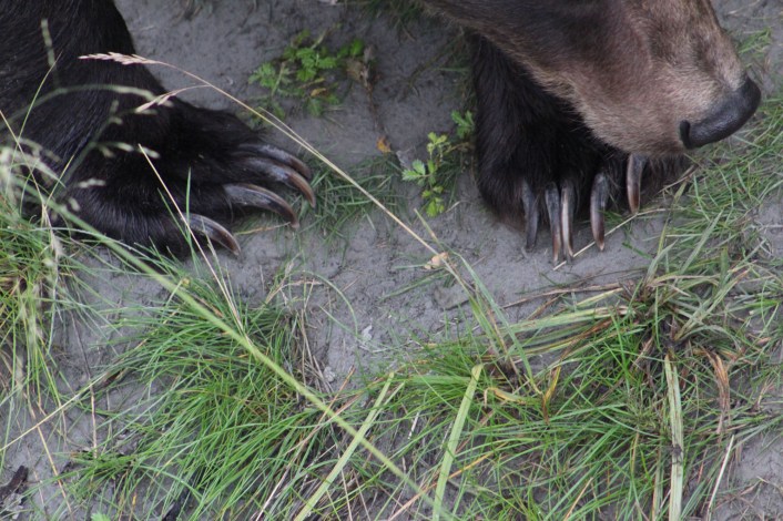 The size of those claws. Wow