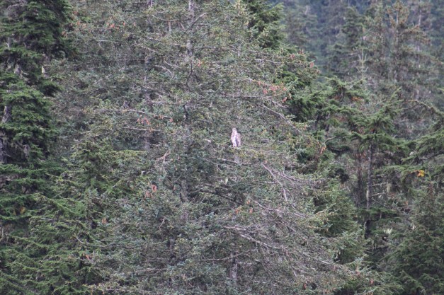 We saw several bald eagles along the shore line, but too far away for any good pictures