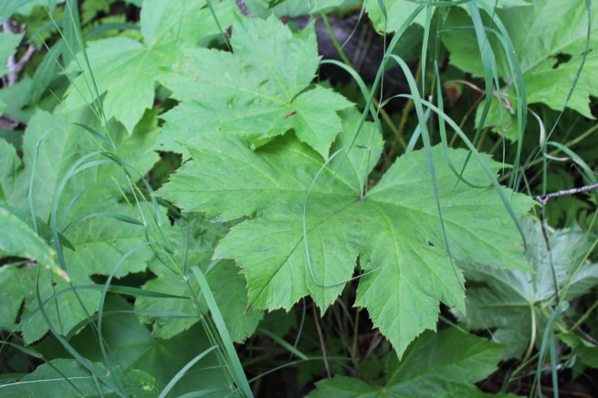 Oh did I mention these giant sticker leaves can cause blisters on unprotected skin