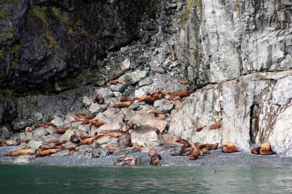Lots of seals